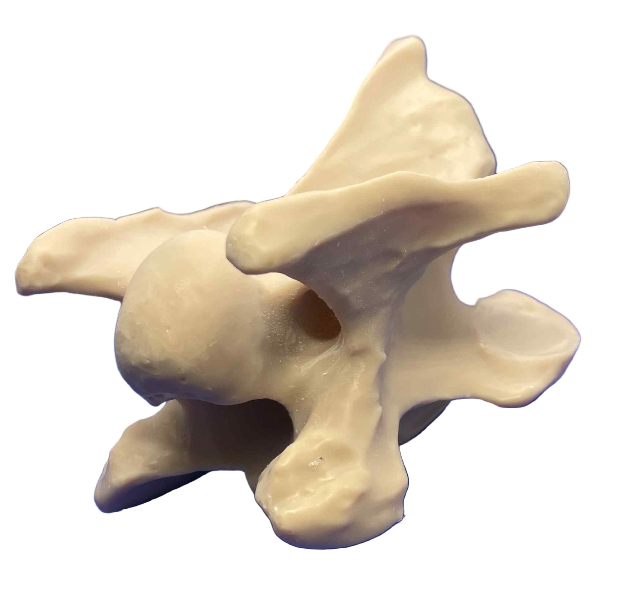 Cervicale 3 du Cheval vue ventro latérale