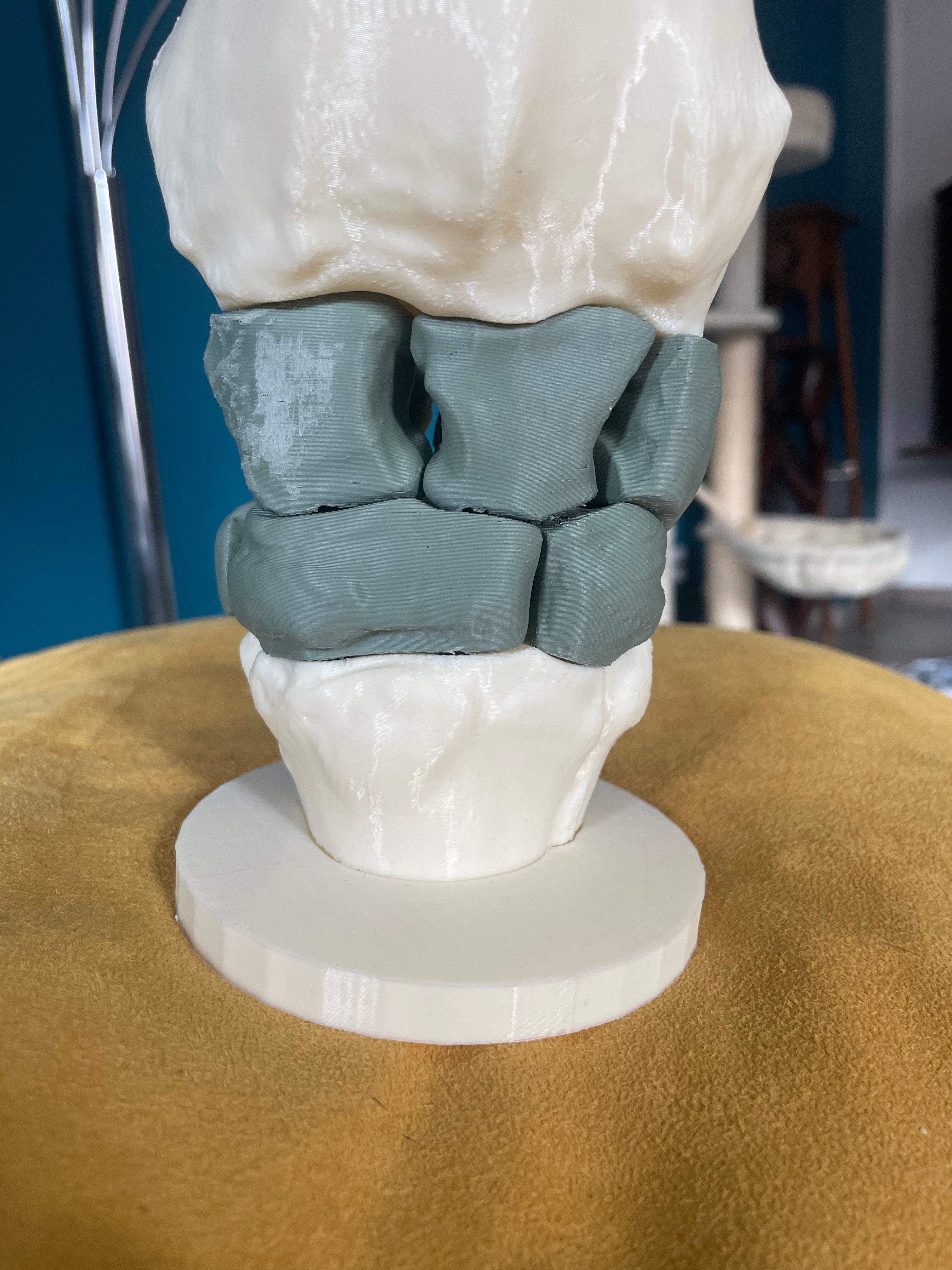 Carpe du cheval – Modèle anatomique, aimanté et interactif