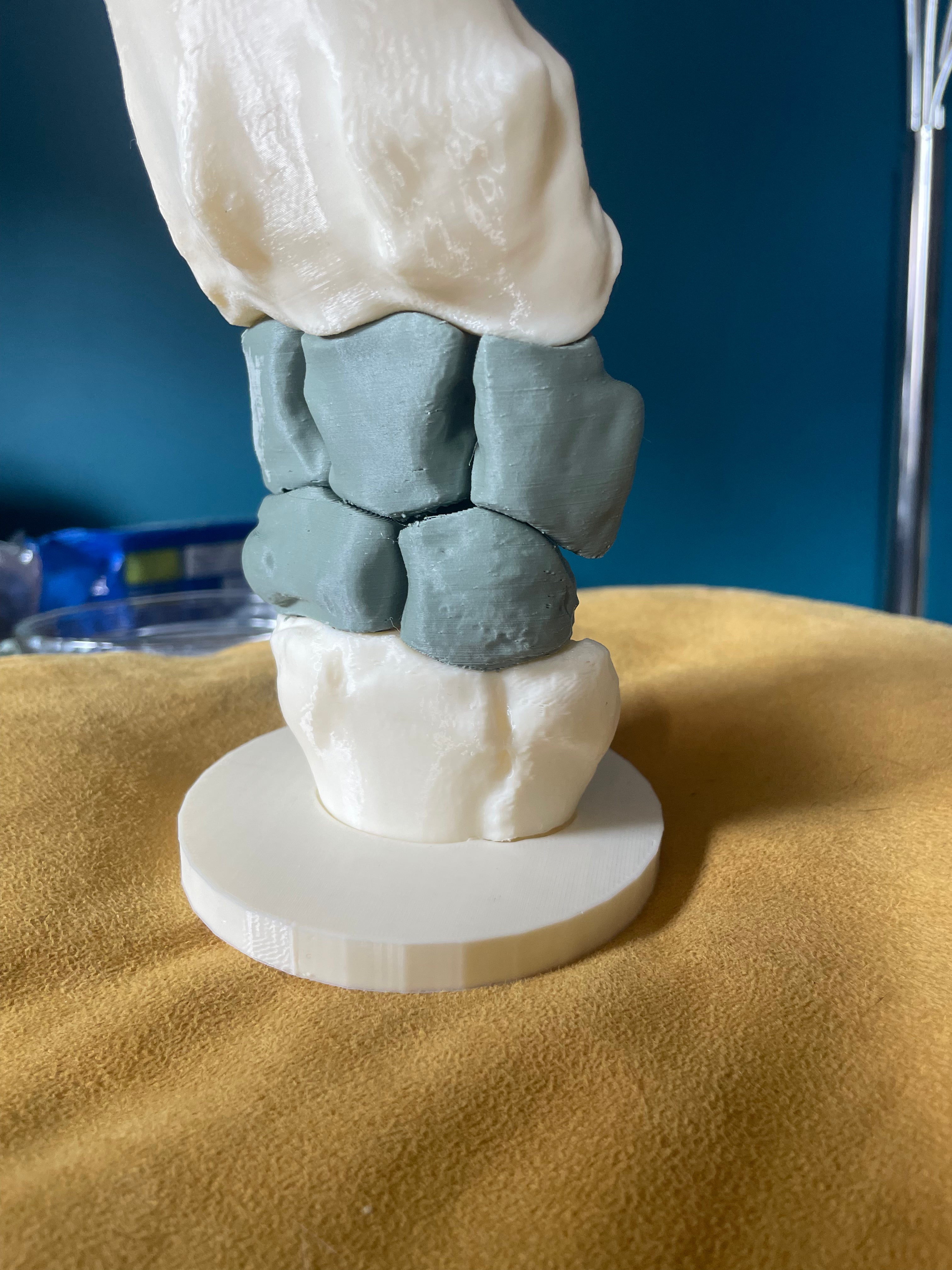 Carpe du cheval – Modèle anatomique, aimanté et interactif