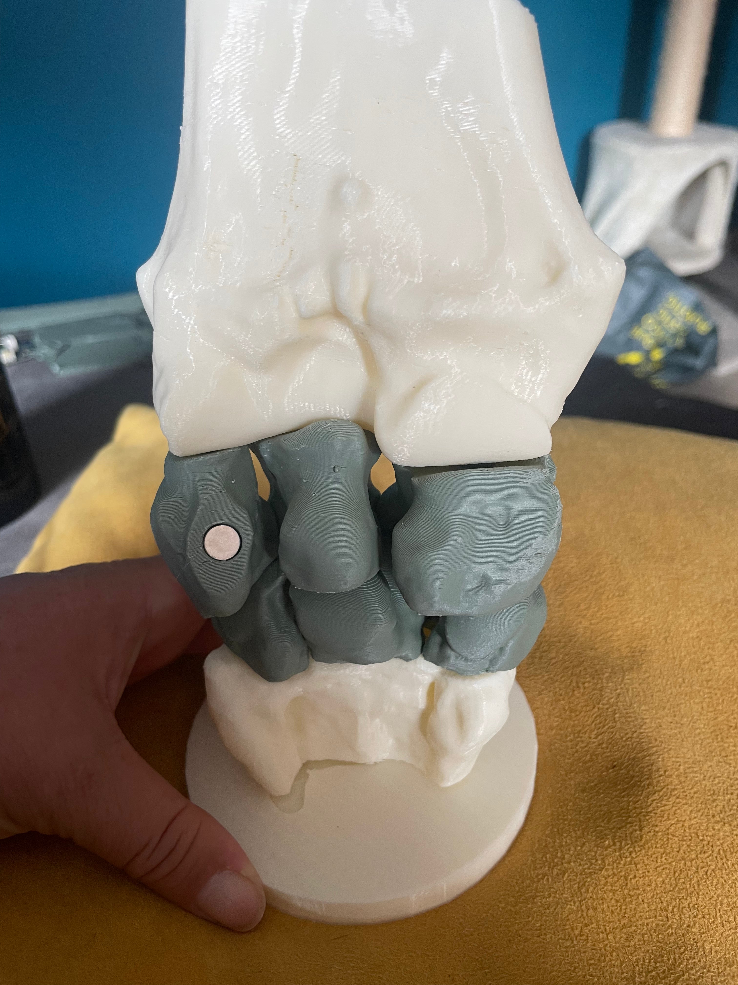 Carpe du cheval – Modèle anatomique, aimanté et interactif