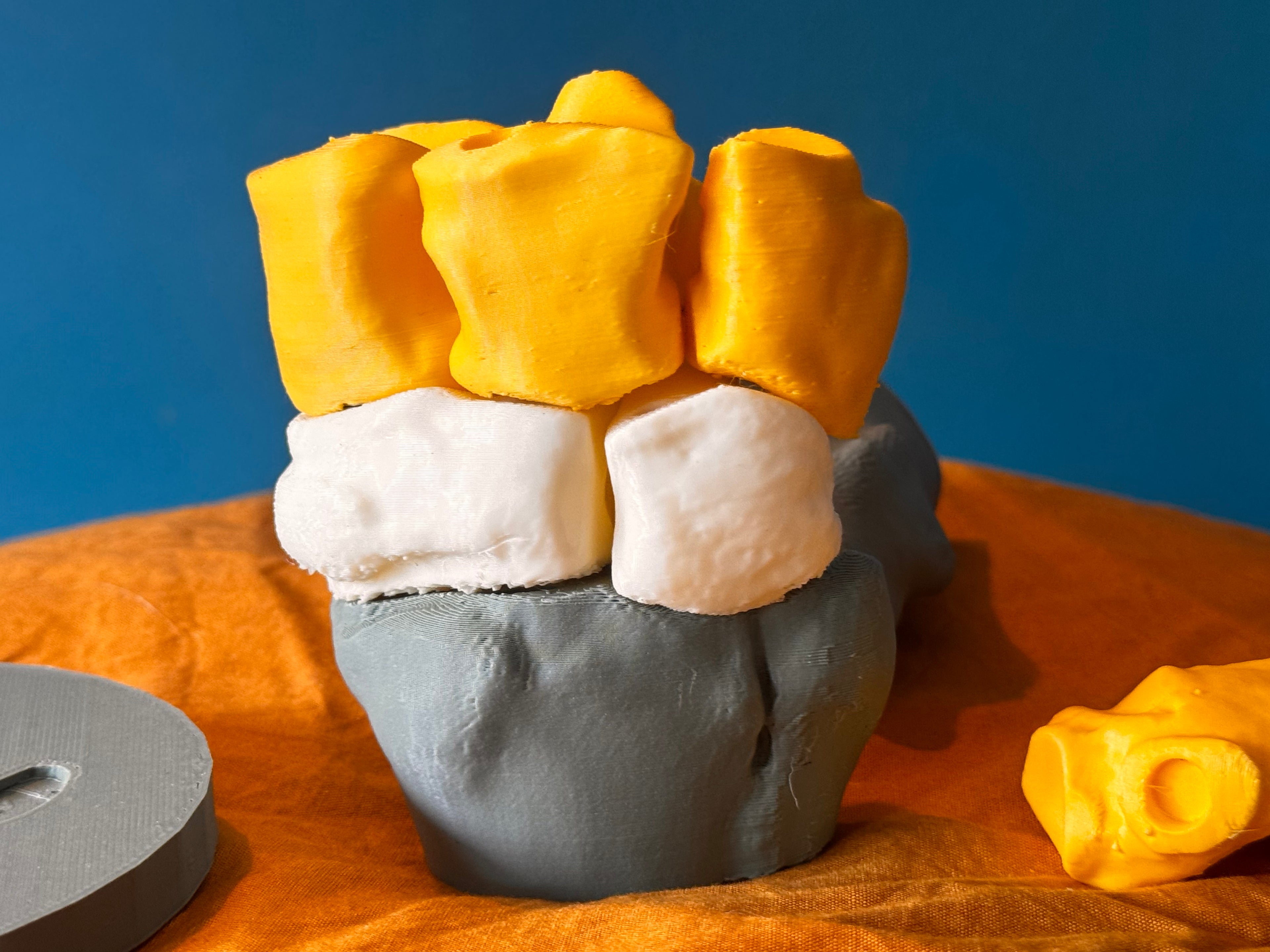 Carpe du cheval – Modèle anatomique, aimanté et interactif