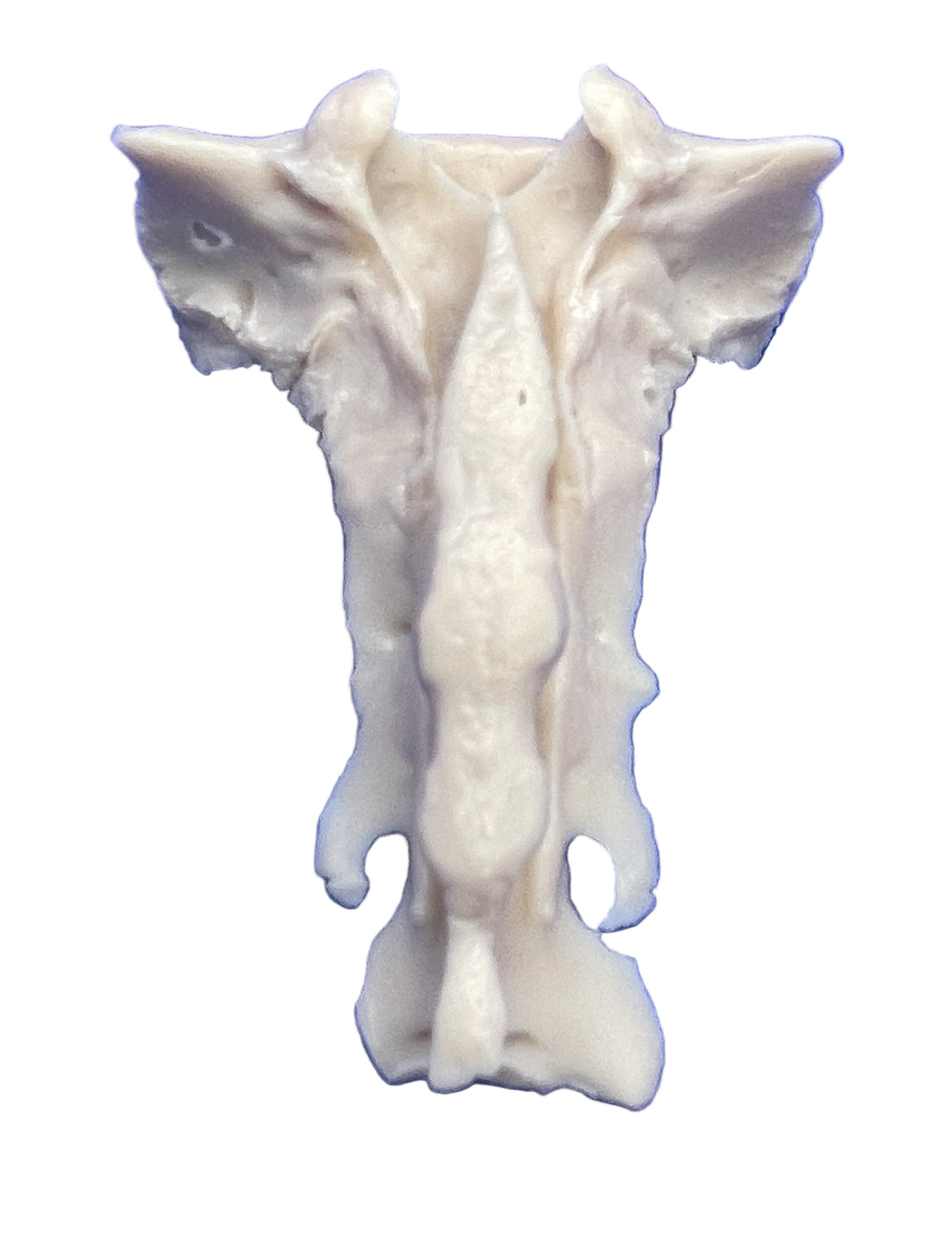Sacrum Bovin