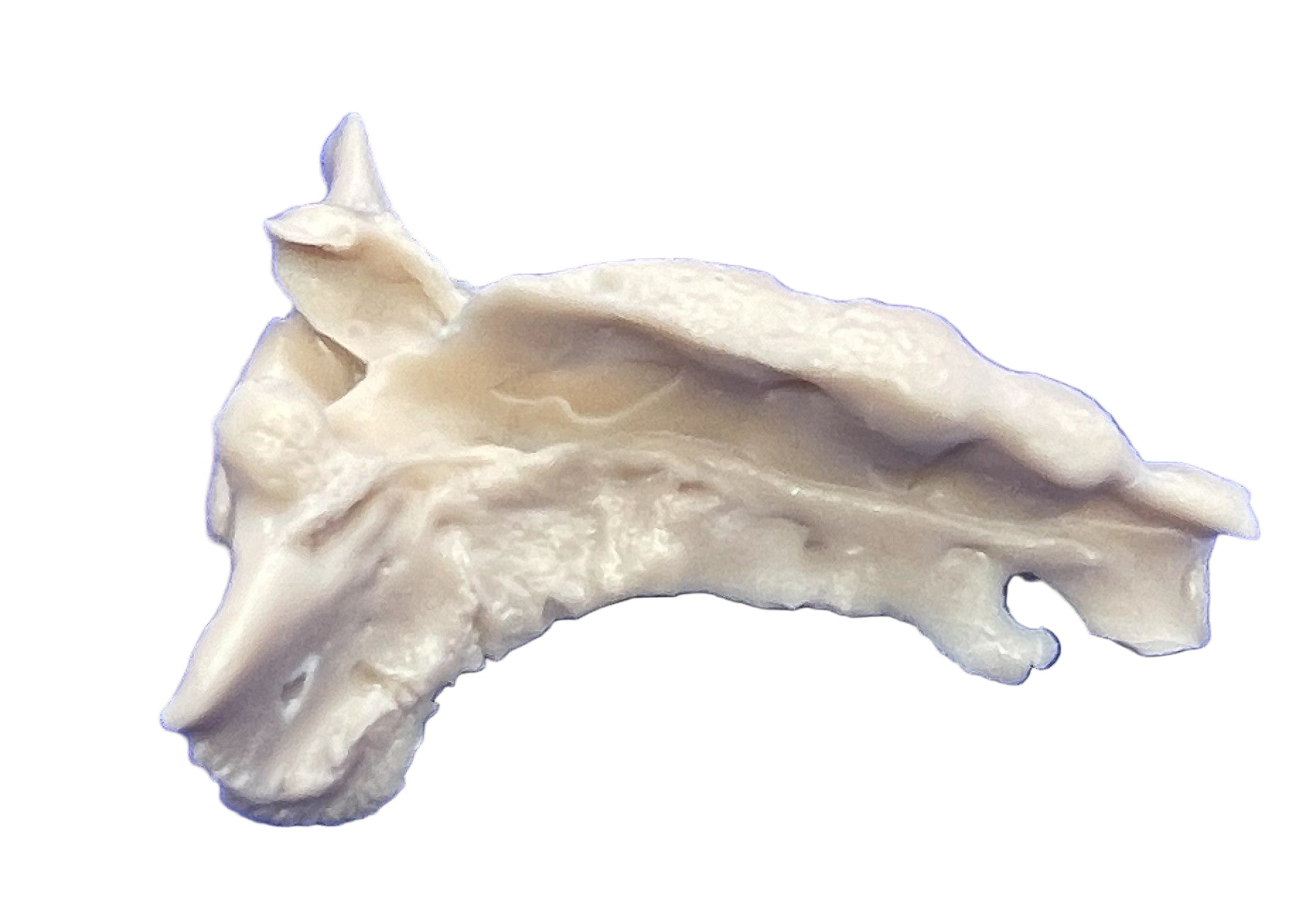 Sacrum Bovin