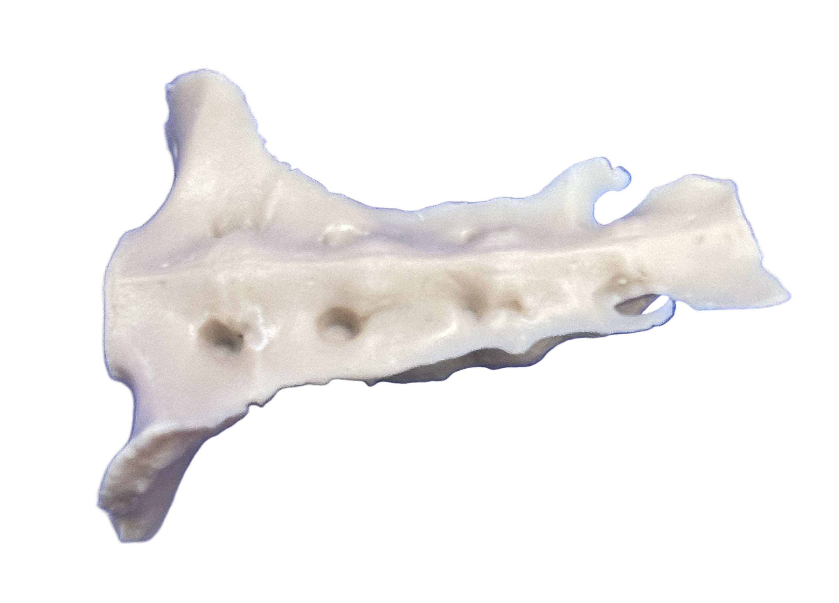 Sacrum Bovin