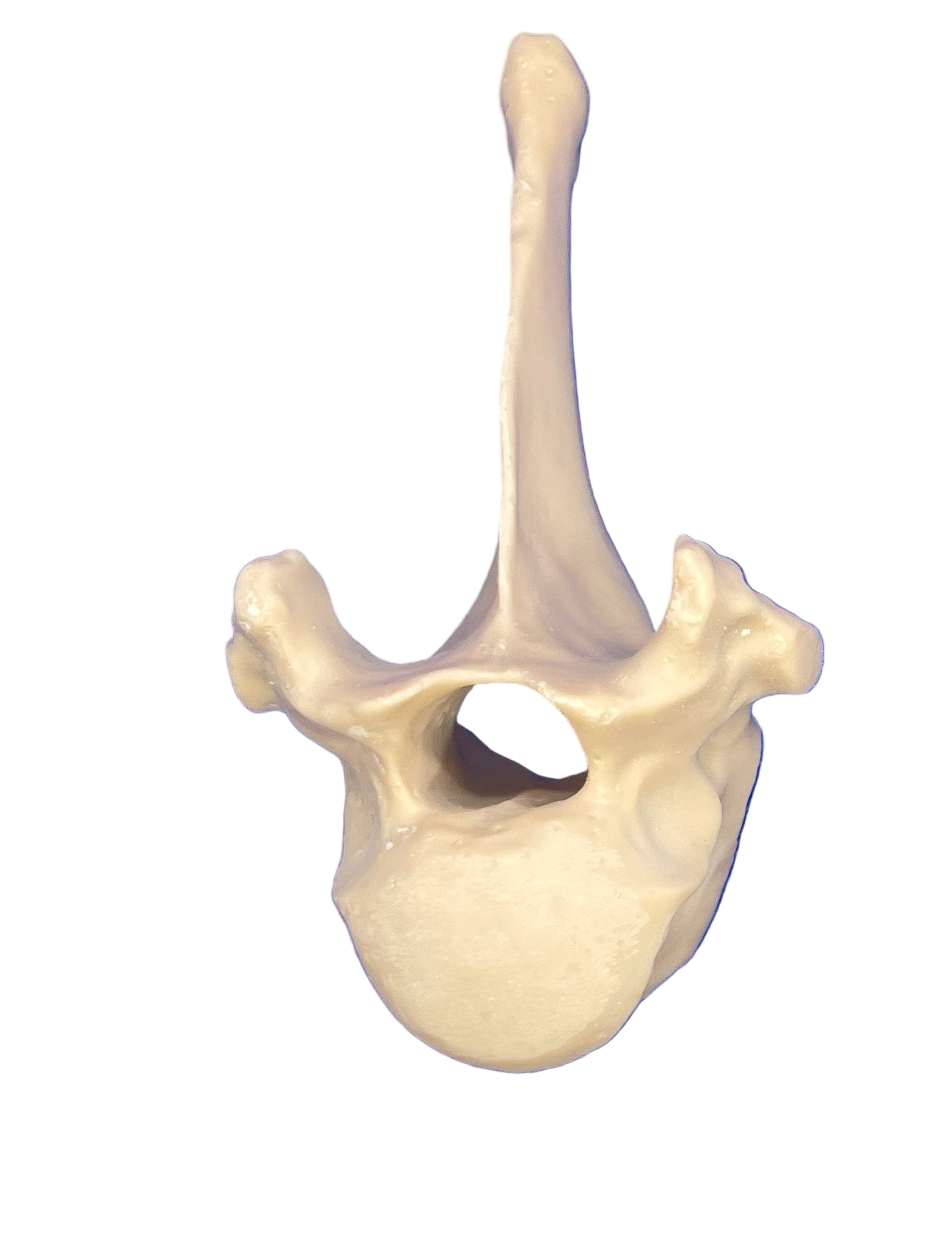 Thoracique de cheval