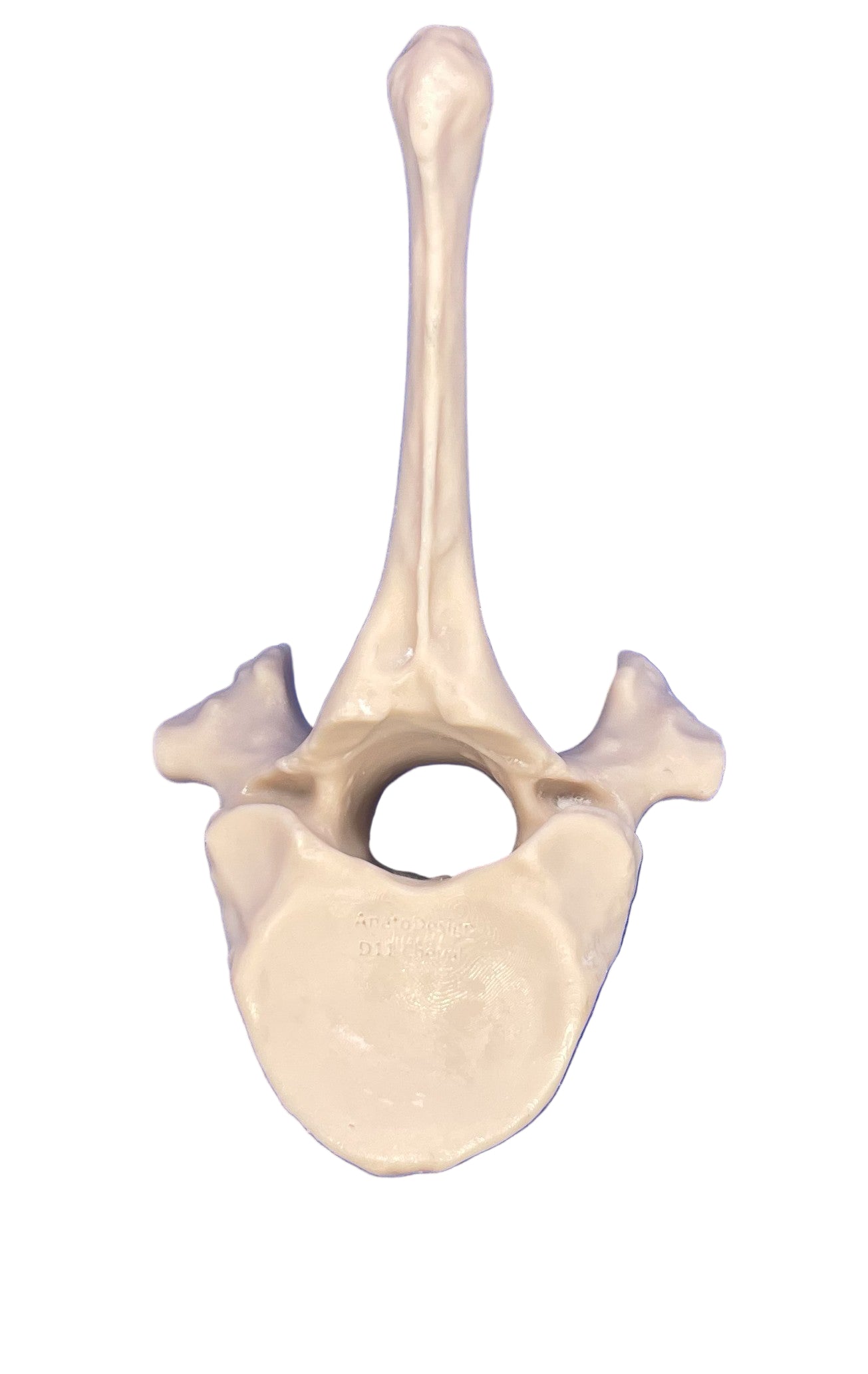 Thoracique de cheval